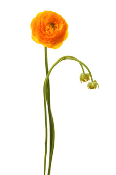 Fototapeta Beautiful yellow flower