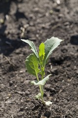 single canola seedling plant; alberta, canada