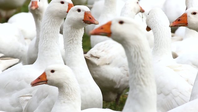 Viel Geschnatter auf dem Weg zum Fest