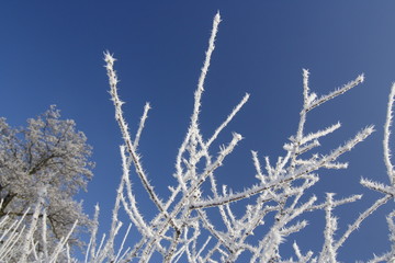 hoarfrost, blue sky
