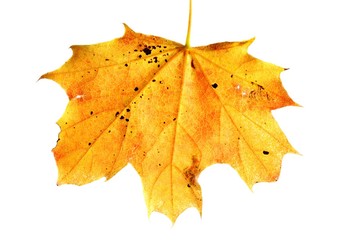 fall maple leaf