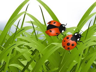 Poster Leuchtend roter Lady Bug © Creativeapril