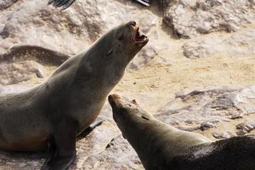 Obraz premium Pelzrobbe