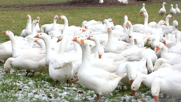Die G&auml;nse auf der gr&uuml;nen Wiese