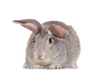 Grey rabbit