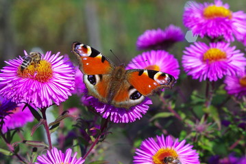 Butterfly and bee feeding on a flower