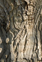 bark background