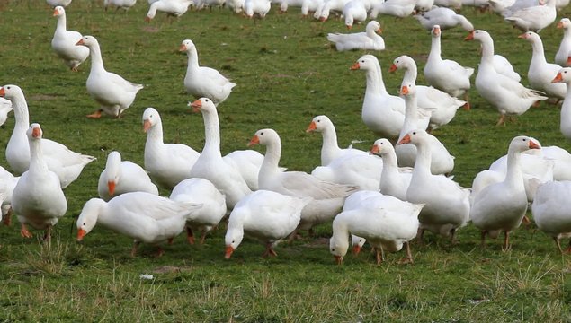 G&auml;nse sind auch  nach der Freiheit sehr beliebt