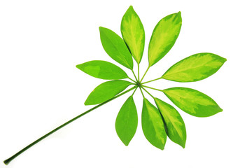 Green leaf background