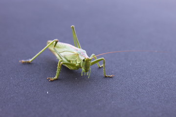 Grasshopper
