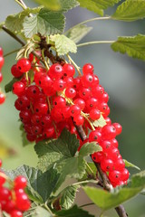 Ribes rubrum Johannisbeere