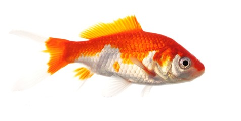 Obraz premium goldfish