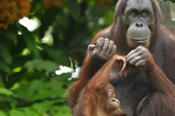 Orangutan Mother and Child © Salvador Manaois III