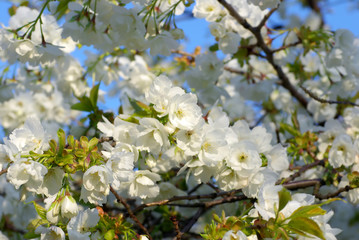 All the stages of white blossoms on a branch of a tree
