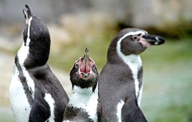 Schrei eines kleinen Pinguins