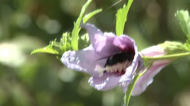 impollinare