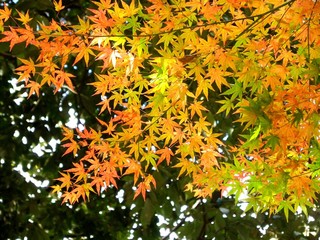 色づく紅葉