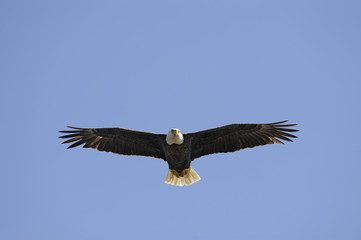 bald eagle in flight