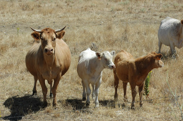 Vaca con terneros