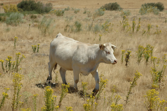 Vaca con terneros