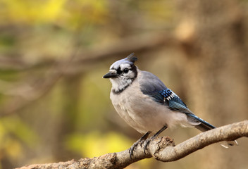 Blue Jay, Cyanocitta cristata