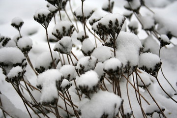the first snow © trojan74