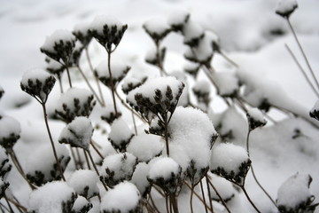 the first snow © trojan74