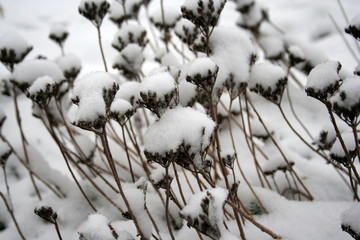 the first snow © trojan74
