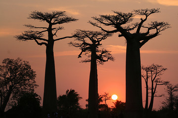 Baobab Allee Madagaskar