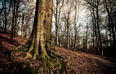 Obraz premium forest