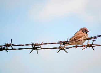 one-eyed sparrow on a barbed wire