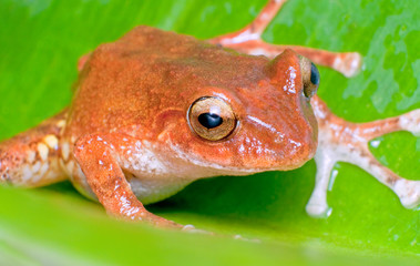 close up shot of an orange frog
