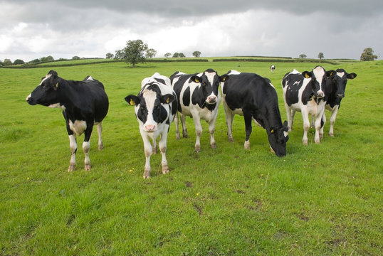Group of black and white cows in a pasture