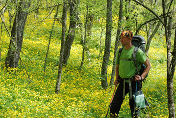 Hiker in spring forest