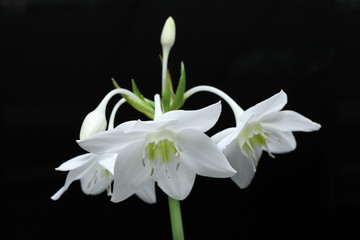 Naklejka na ściany i meble Piękny biały kwiat