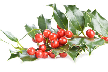 Christmas Holly