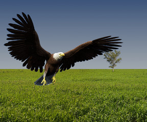 eagle alone on green green grass of home
