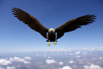 Fototapeta premium eagle flying for freedom
