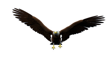 eagle flying for freedom white background