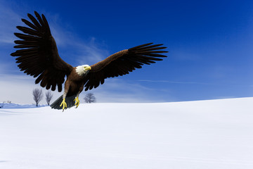 eagle flying on snow field