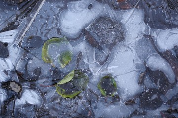 frozen leaves