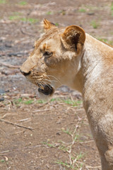 Löwe (Panthera leo)