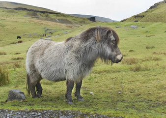 Welsh Pony 1