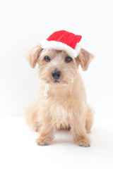 ノーフォークテリア クリスマス