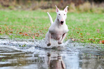 Bullterrier, Hund im Wasser, rennt