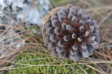 Pine cone