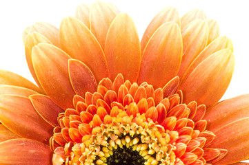 Orange daisy isolated over white