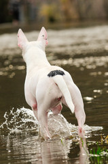 Bullterrier, Hund im Wasser, rennt