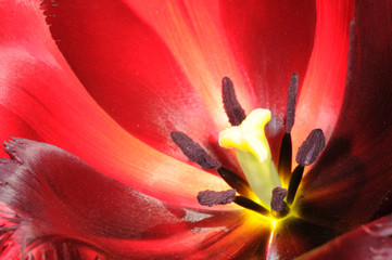 Extreme close-up on center part of blossoming tulip