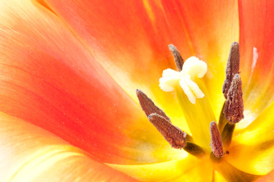 Extreme close-up on center part of blossoming tulip